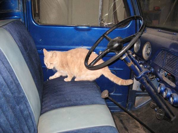 Chevy the Cat in a Ford